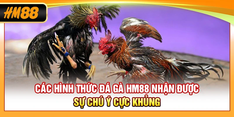 Các hình thức đá gà HM88 nhận được sự chú ý cực khủng