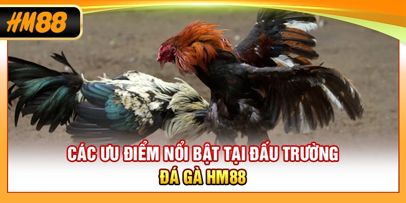 Các ưu điểm nổi bật tại đấu trường đá gà HM88