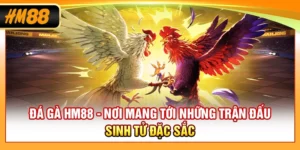 Đá Gà HM88 - Nơi Mang Tới Những Trận Đấu Sinh Tử Đặc Sắc