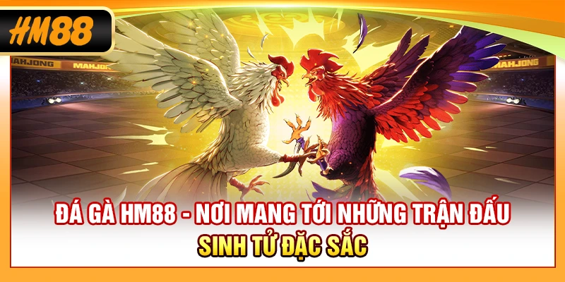 Đá Gà HM88 - Nơi Mang Tới Những Trận Đấu Sinh Tử Đặc Sắc