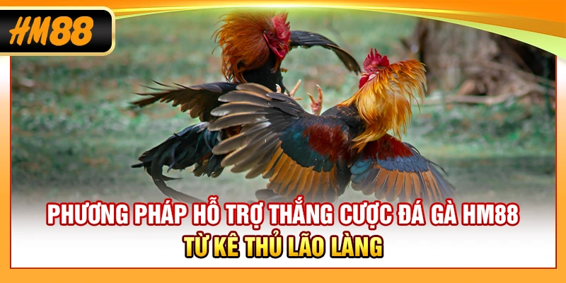 Phương pháp hỗ trợ thắng cược đá gà HM88 từ kê thủ lão làng